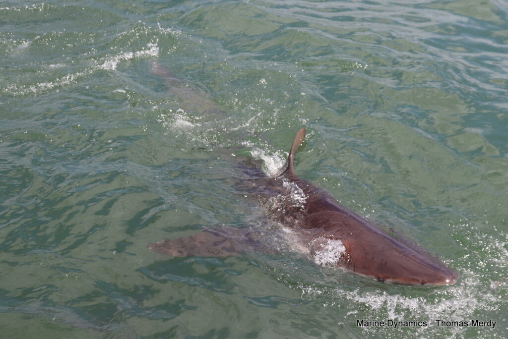 Shark cage diving, South Africa, Gansbaai