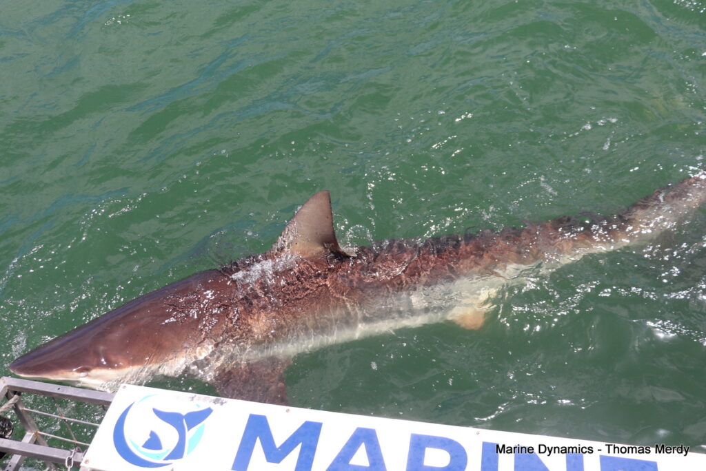 Shark cage diving, South Africa, Gansbaai