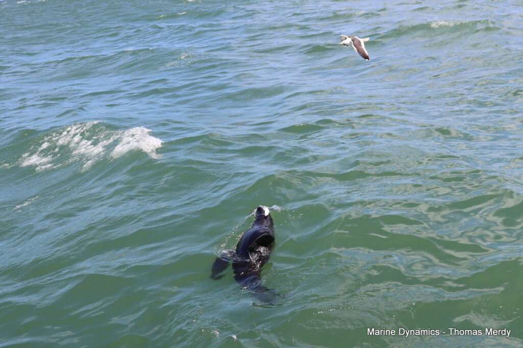 Shark cage diving, South Africa, Gansbaai