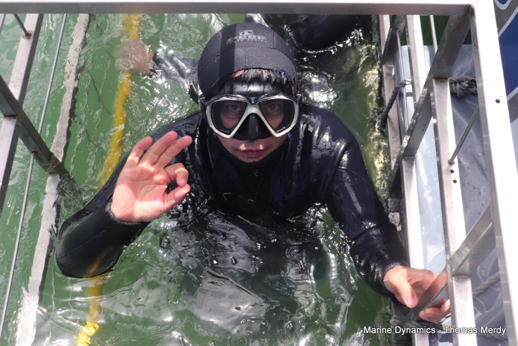 Shark cage diving, South Africa, Gansbaai