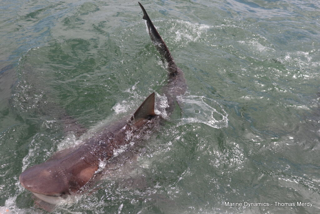 Shark cage diving, South Africa, Gansbaai