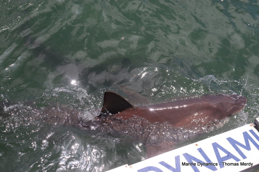 Shark cage diving, South Africa, Gansbaai