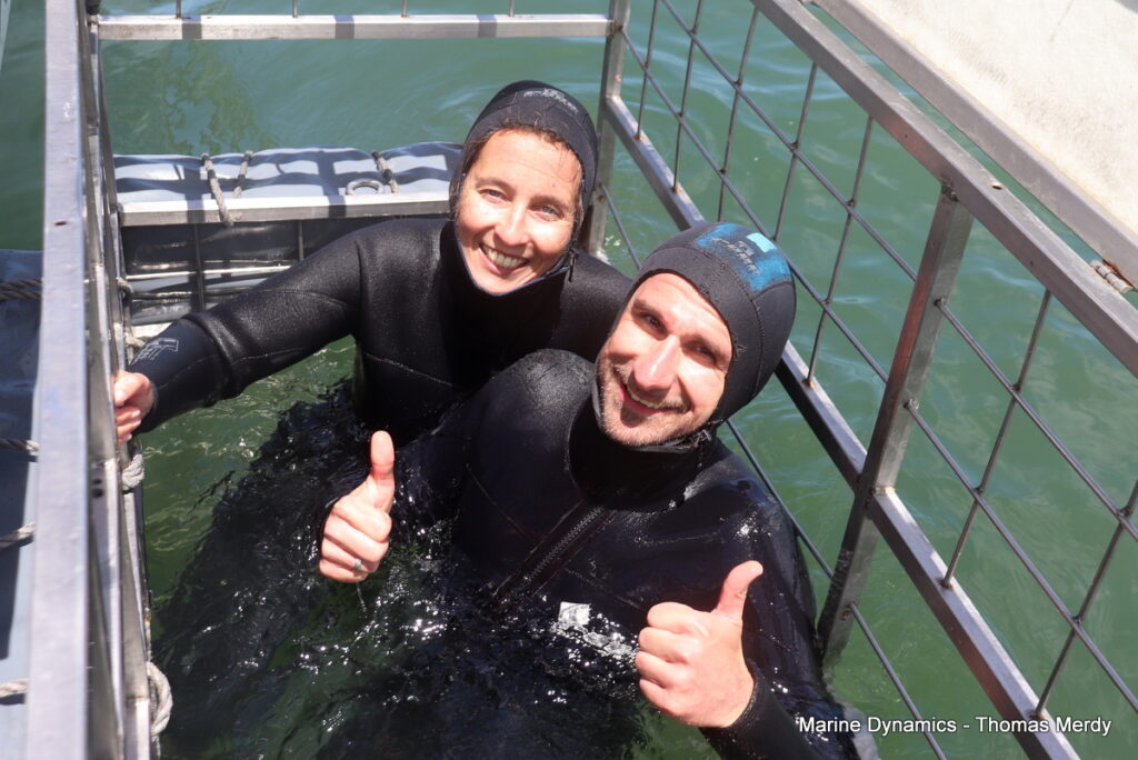 Shark cage diving, South Africa, Gansbaai