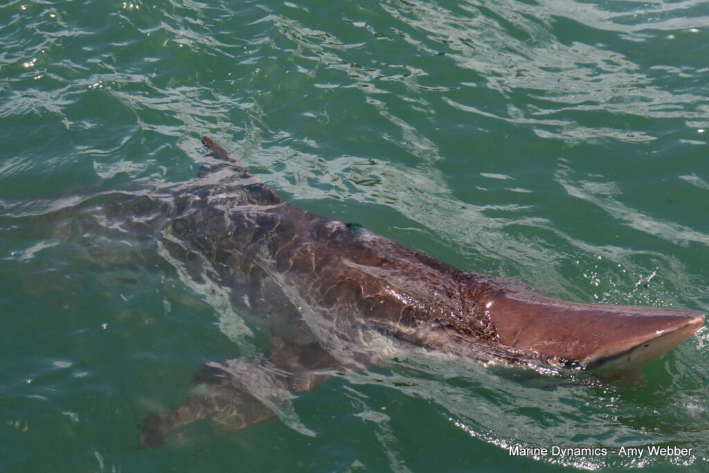Shark cage diving, South Africa, Gansbaai