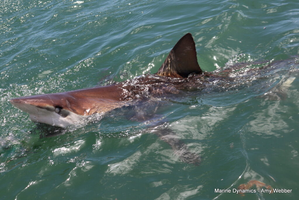Shark cage diving, South Africa, Gansbaai