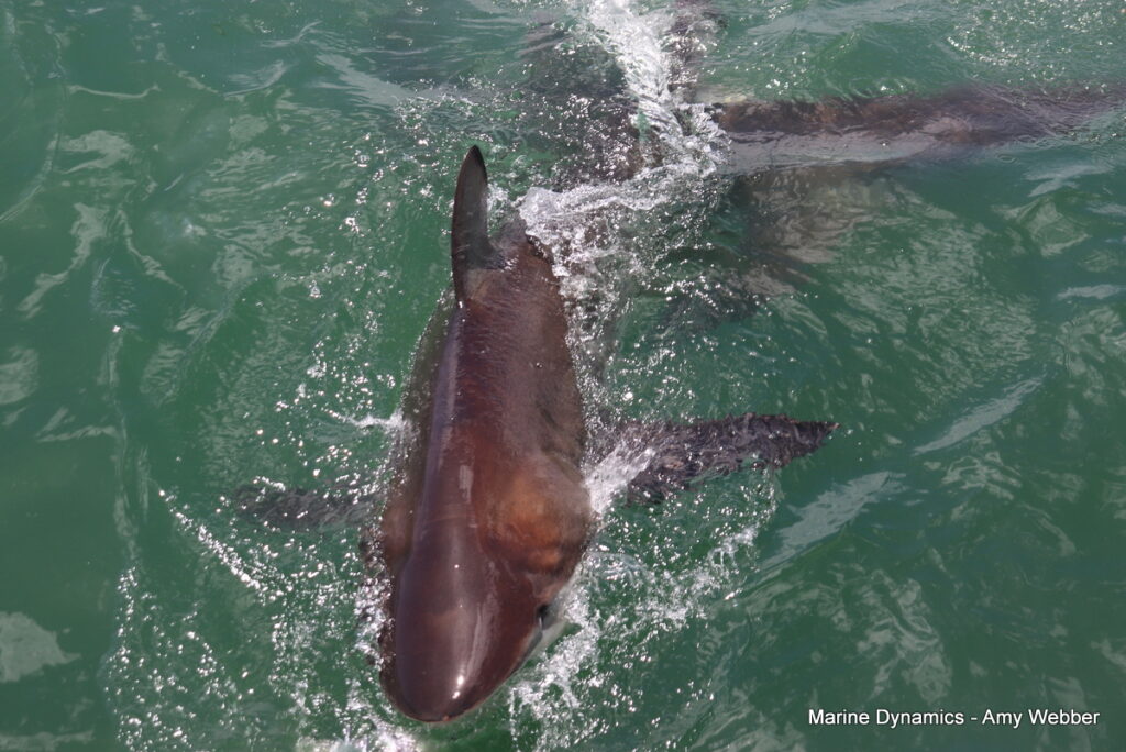 Shark cage diving, South Africa, Gansbaai