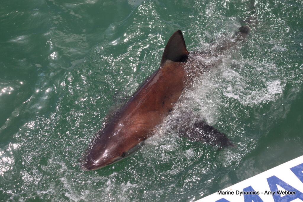Shark cage diving, South Africa, Gansbaai