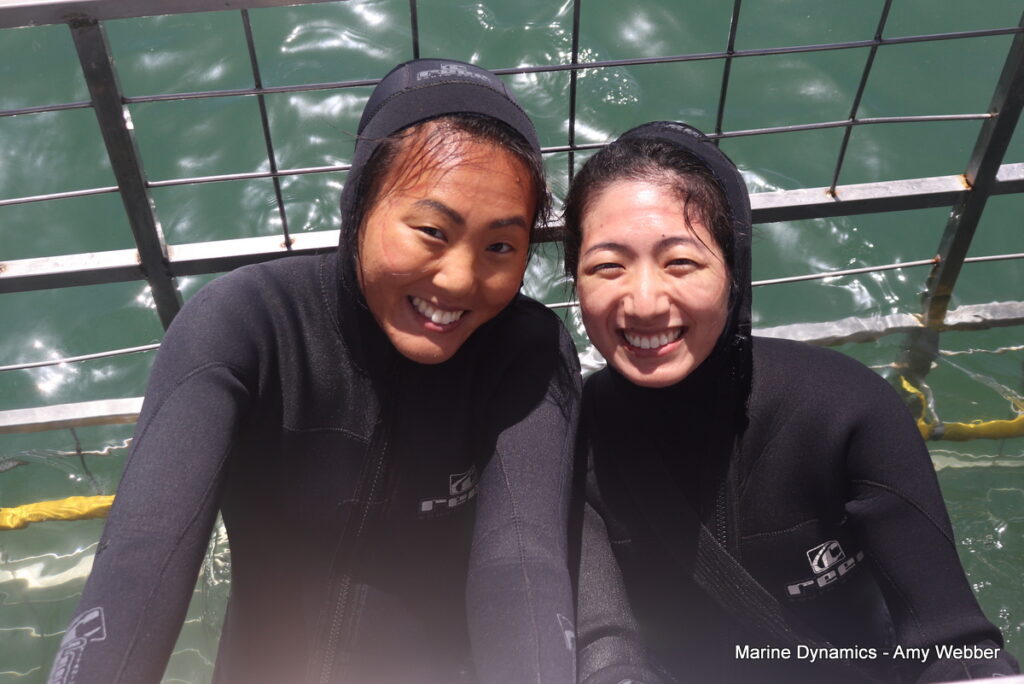 Shark cage diving, South Africa, Gansbaai