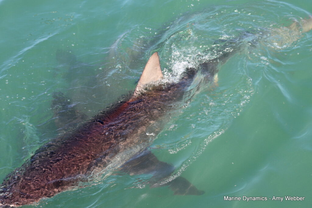 Shark cage diving, Gansbaai, South Africa