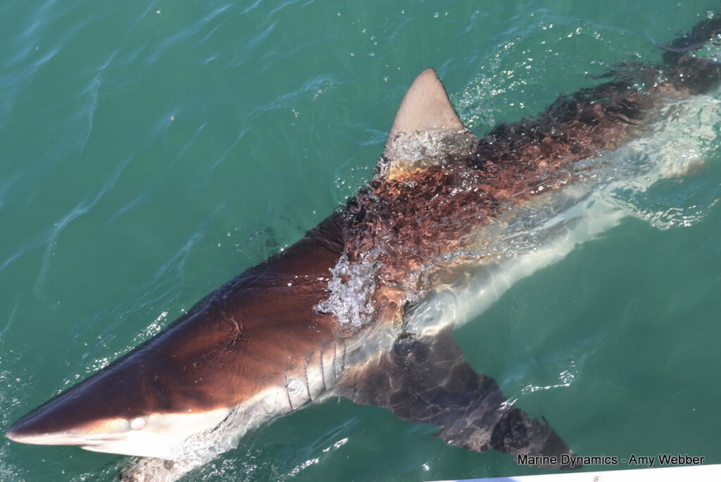 Shark cage diving, Gansbaai, South Africa