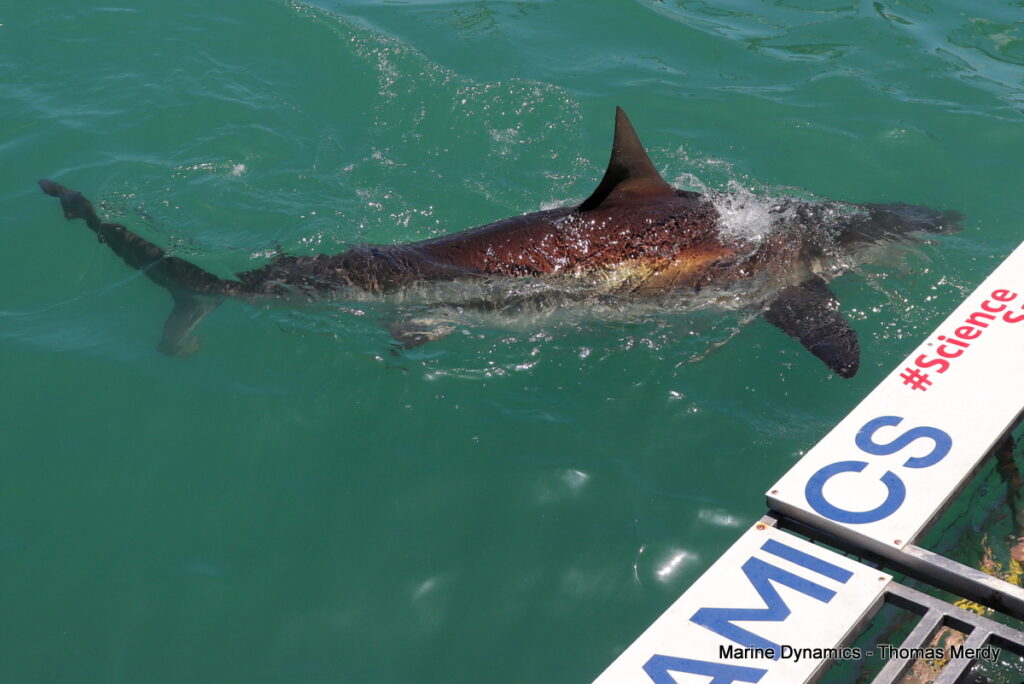 Shark cage diving, South Africa, Gansbaai