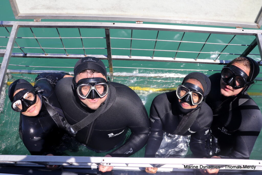Shark cage diving, South Africa, Gansbaai