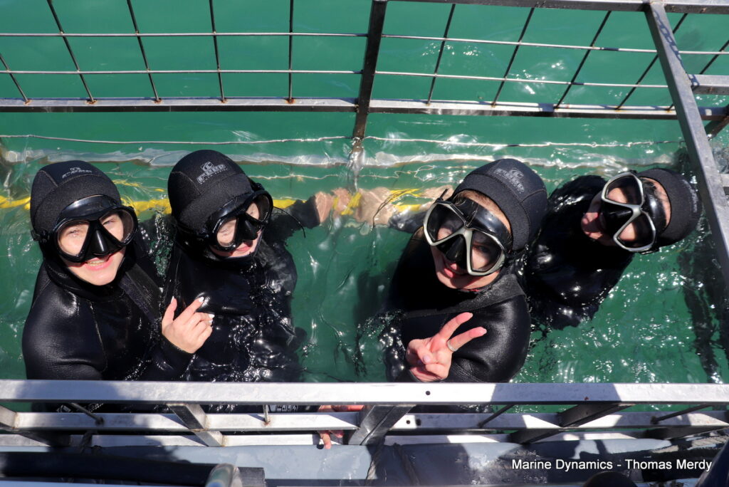 Shark cage diving, South Africa, Gansbaai