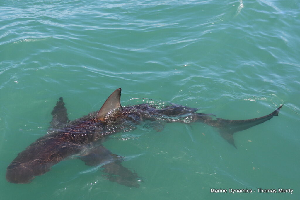 Shark cage diving, South Africa, Gansbaai