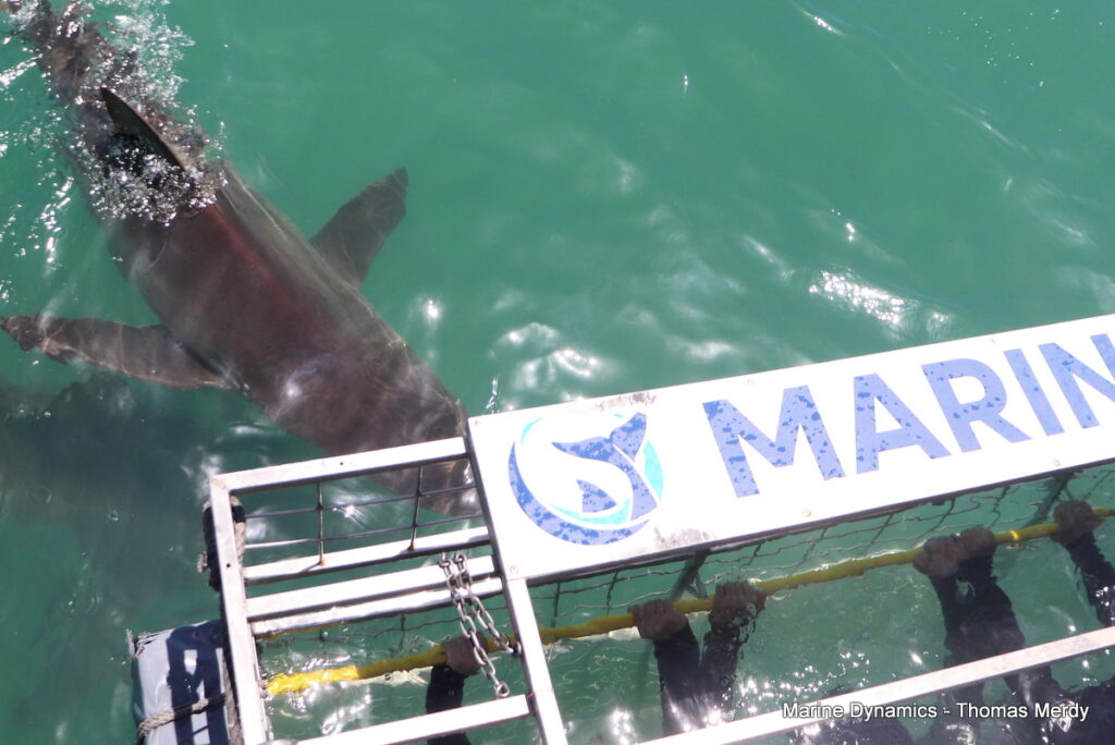 Shark cage diving, South Africa, Gansbaai