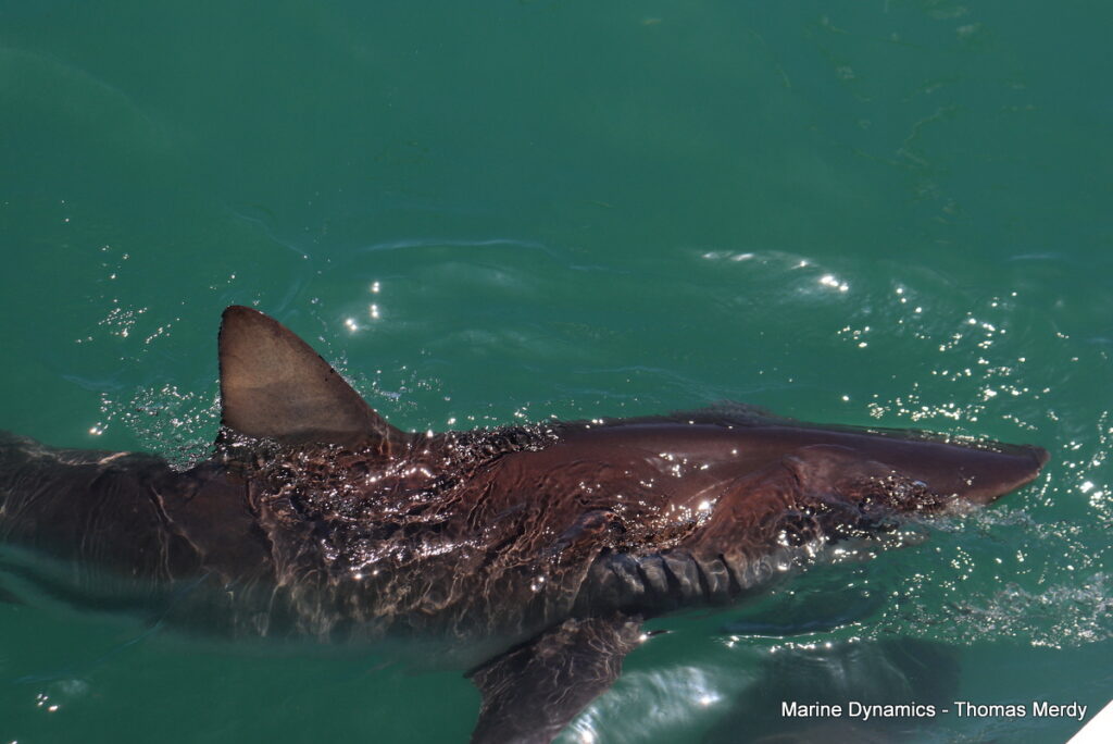Shark cage diving, South Africa, Gansbaai