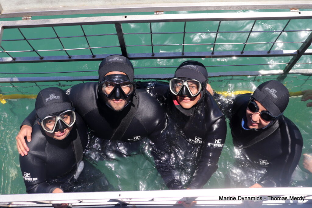 Shark cage diving, South Africa, Gansbaai
