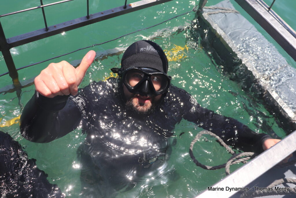 Shark cage diving, South Africa, Gansbaai