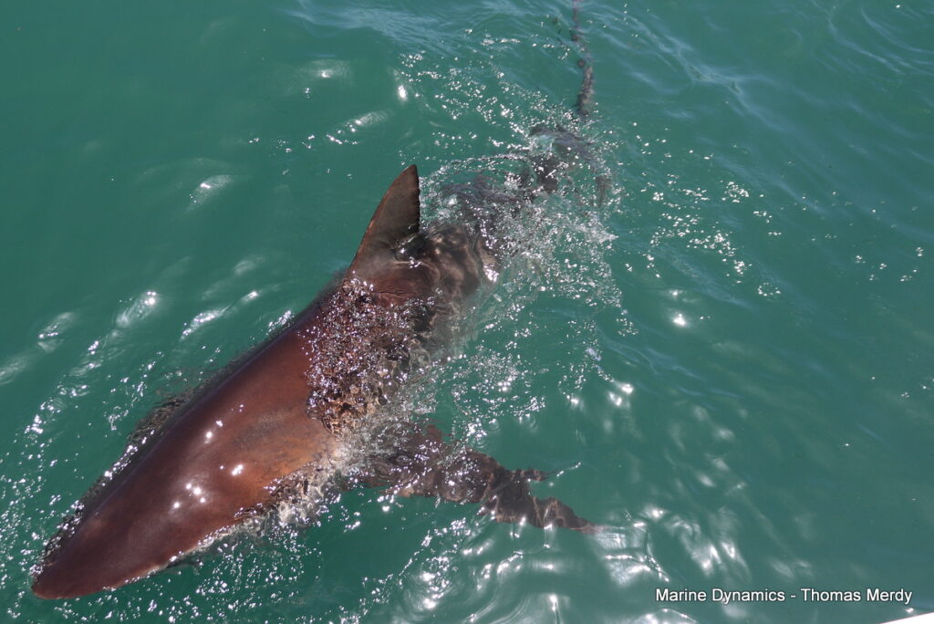 Shark cage diving, South Africa, Gansbaai