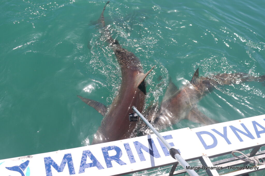 Shark cage diving, South Africa, Gansbaai