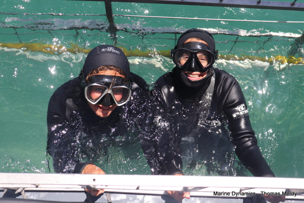Shark cage diving, South Africa, Gansbaai
