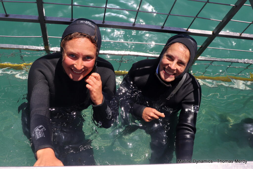 Shark cage diving, South Africa, Gansbaai