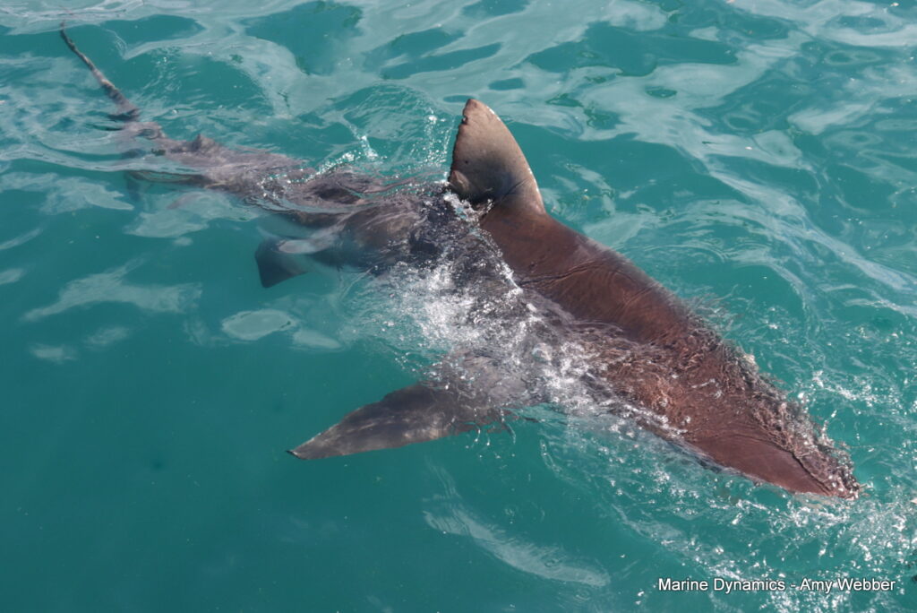 Shark cage diving, Gansbaai, South Africa