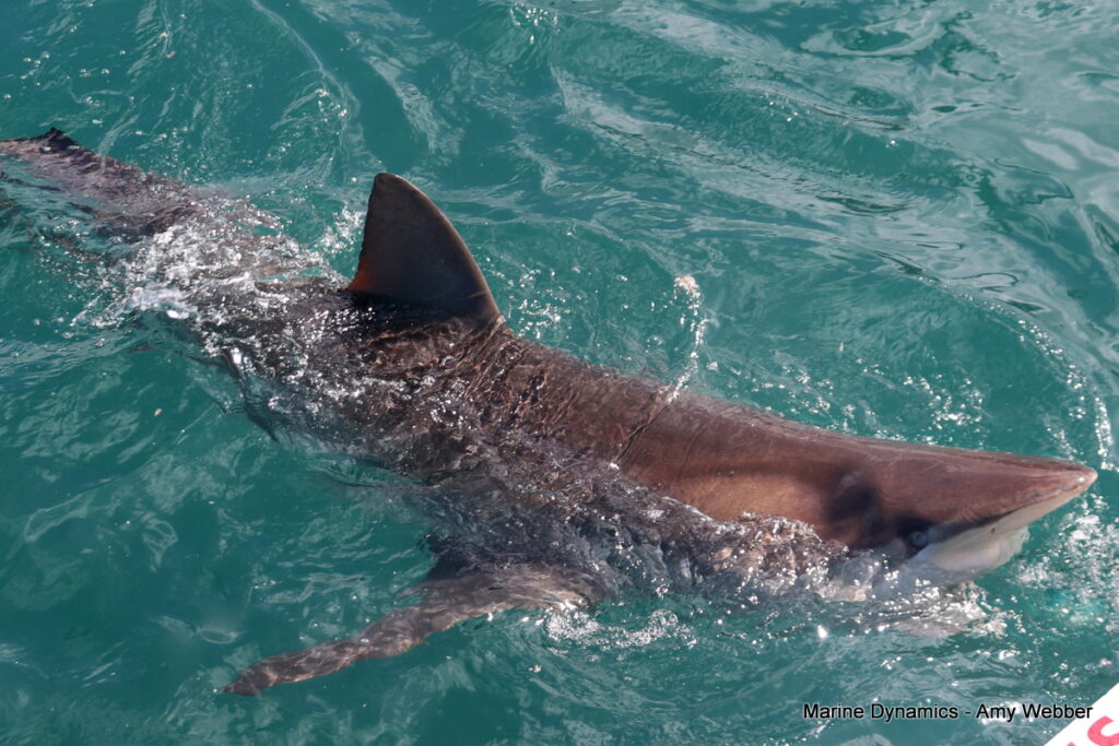 Shark cage diving, Gansbaai, South Africa