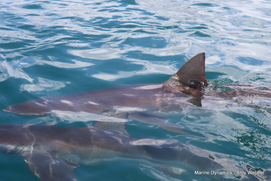 Shark cage diving, Gansbaai, South Africa