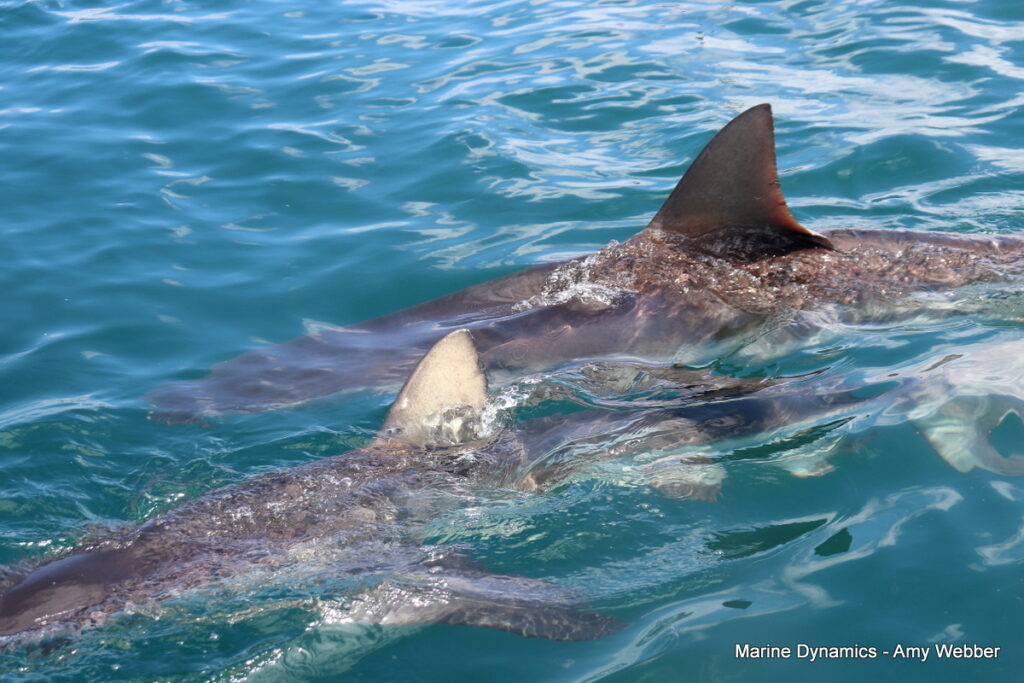 Shark cage diving, Gansbaai, South Africa