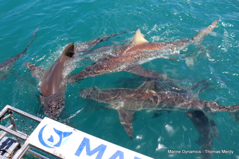 Shark cage diving, South Africa, Gansbaai