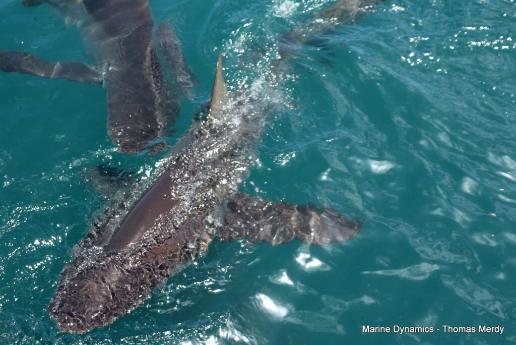 Shark cage diving, South Africa, Gansbaai