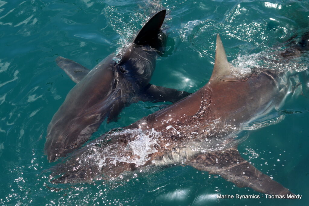 Shark cage diving, South Africa, Gansbaai