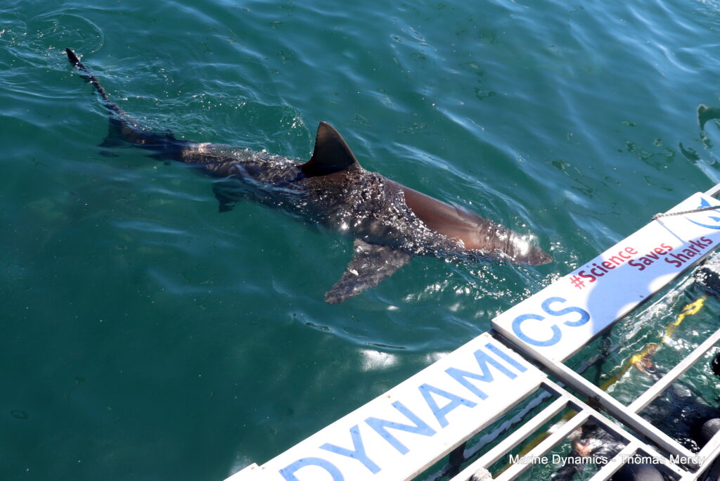 South Africa, Gansbaai, Shark cage diving