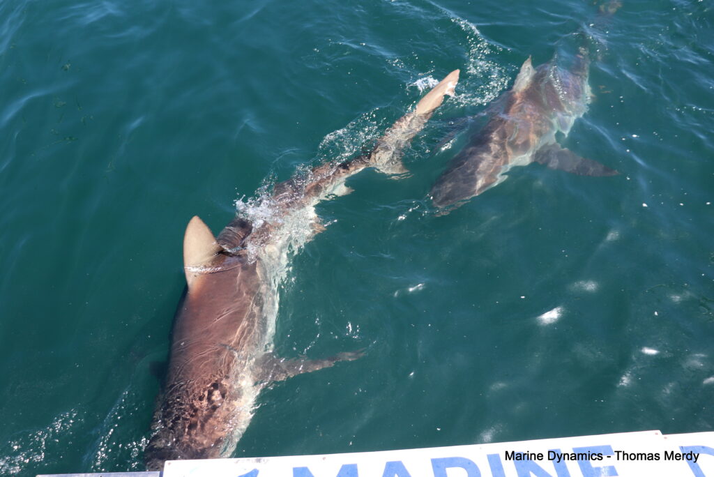 South Africa, Gansbaai, Shark cage diving