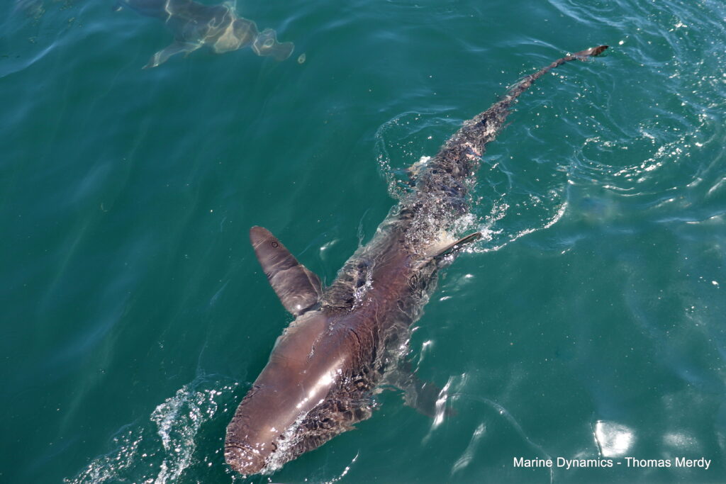 South Africa, Gansbaai, Shark cage diving