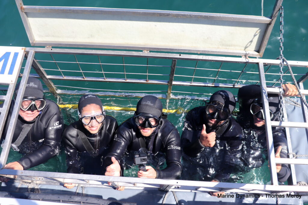 South Africa, Gansbaai, Shark cage diving