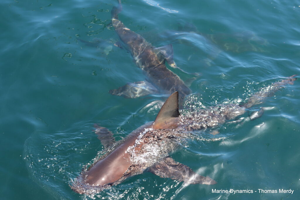 South Africa, Gansbaai, Shark cage diving