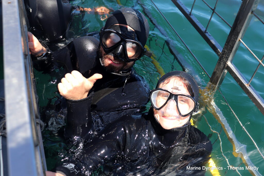 South Africa, Gansbaai, Shark cage diving