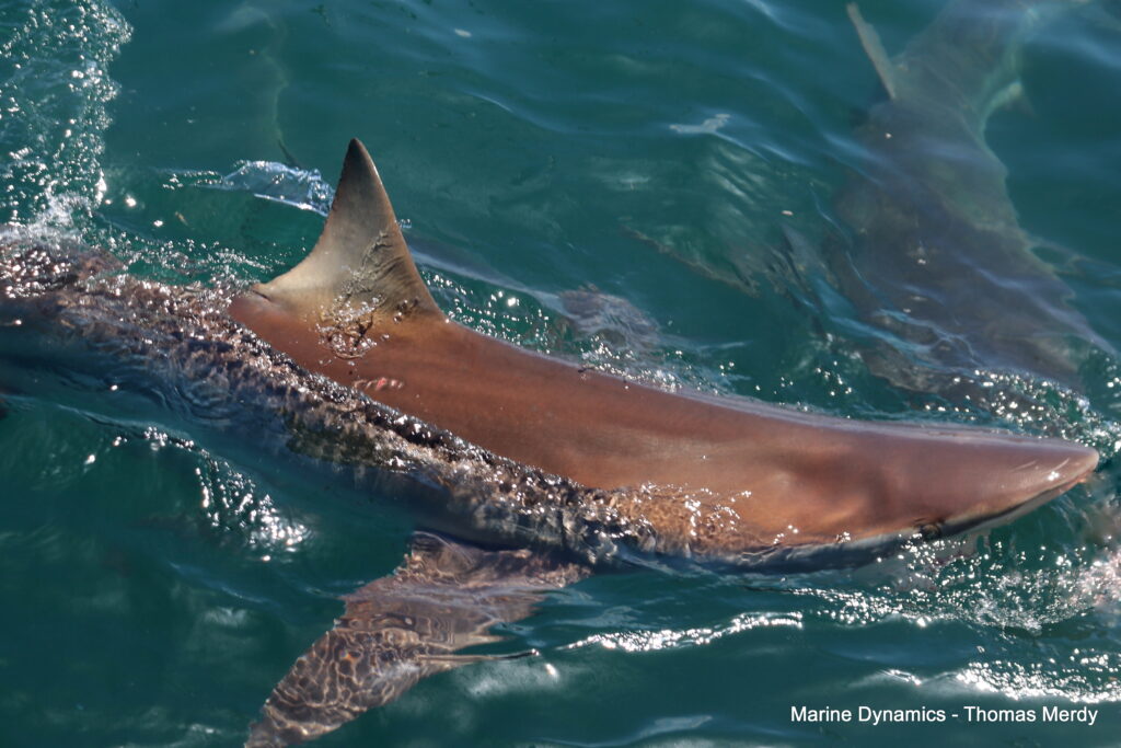 South Africa, Gansbaai, Shark cage diving