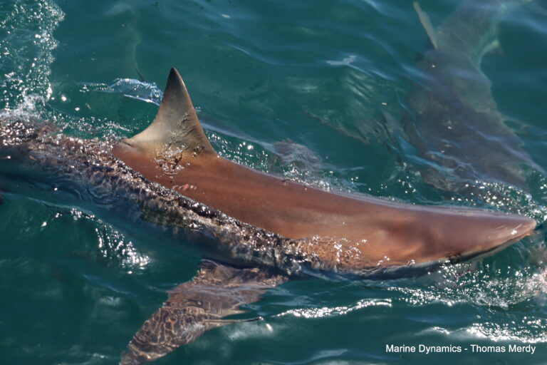 South Africa, Gansbaai, Shark cage diving