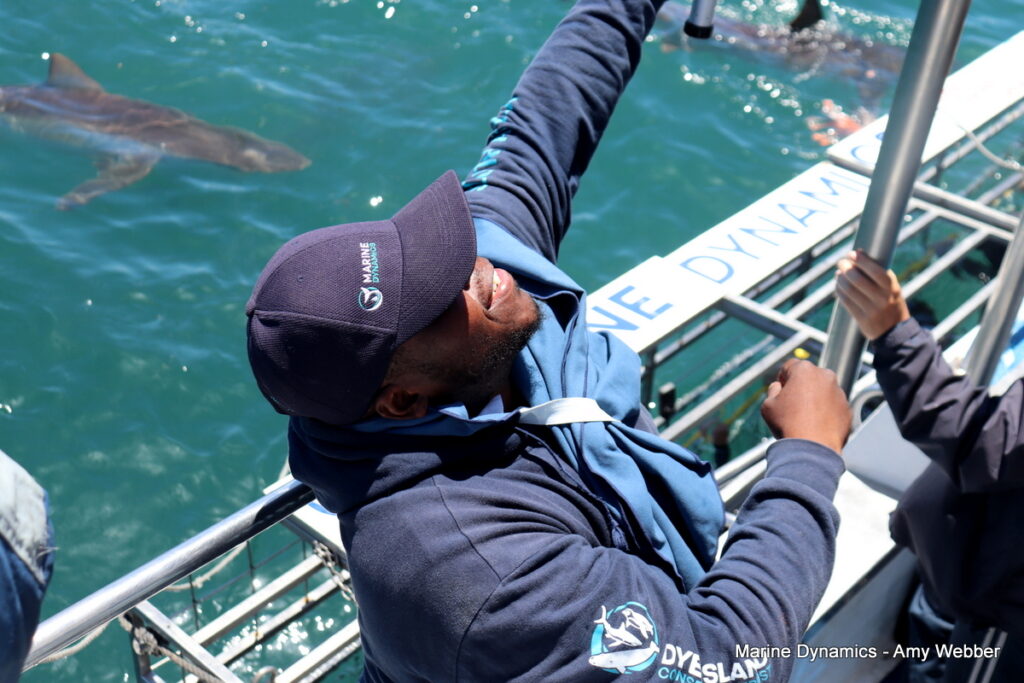 Shark cage diving, Gansbaai, South Africa