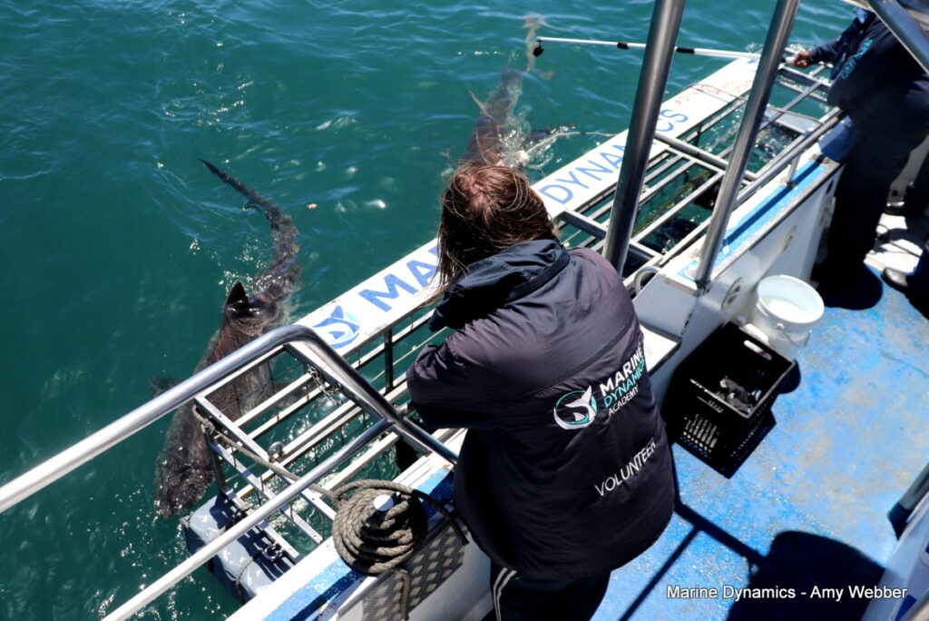 Shark cage diving, Gansbaai, South Africa