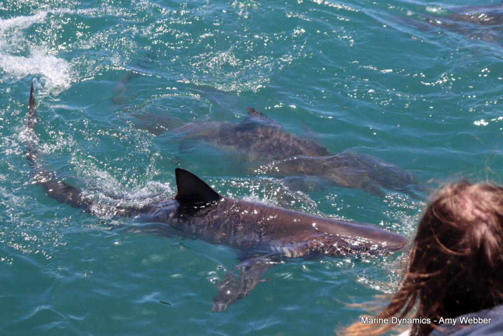 Shark cage diving, Gansbaai, South Africa