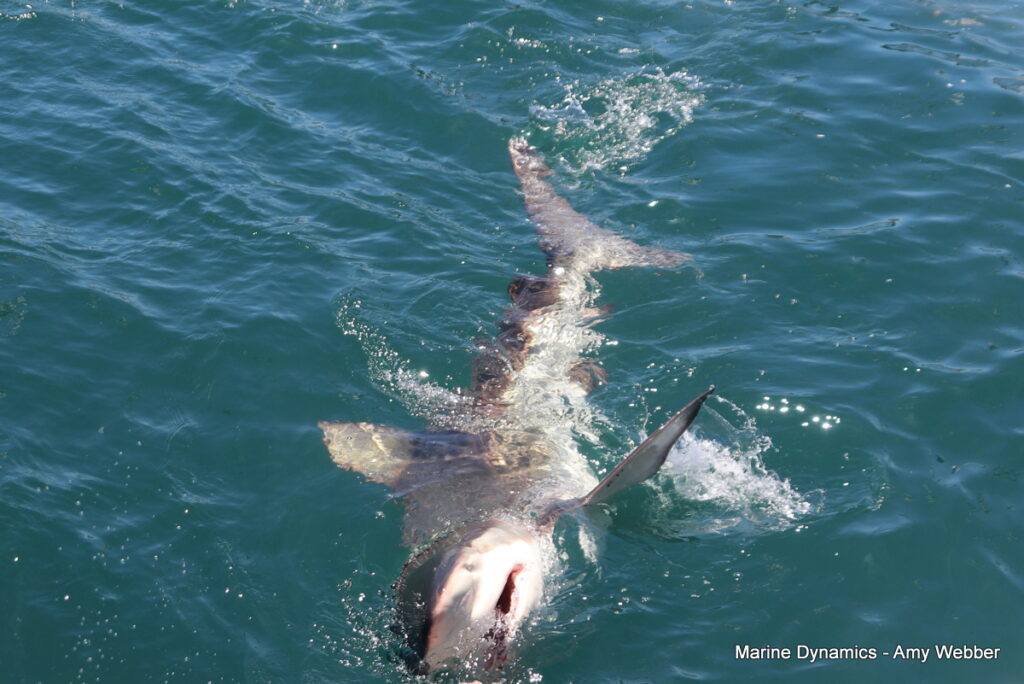 Shark cage diving, Gansbaai, South Africa