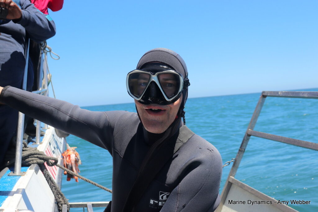 Shark cage diving, Gansbaai, South Africa
