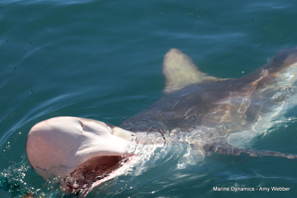 Shark cage diving, Gansbaai, South Africa
