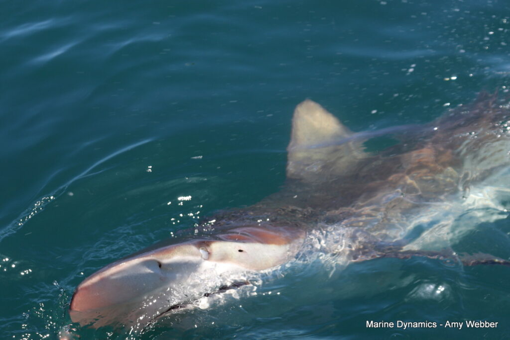 Shark cage diving, Gansbaai, South Africa