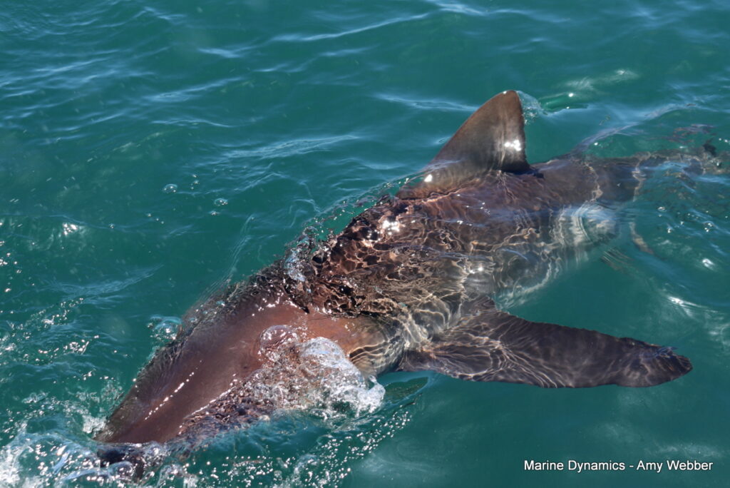 Shark cage diving, Gansbaai, South Africa