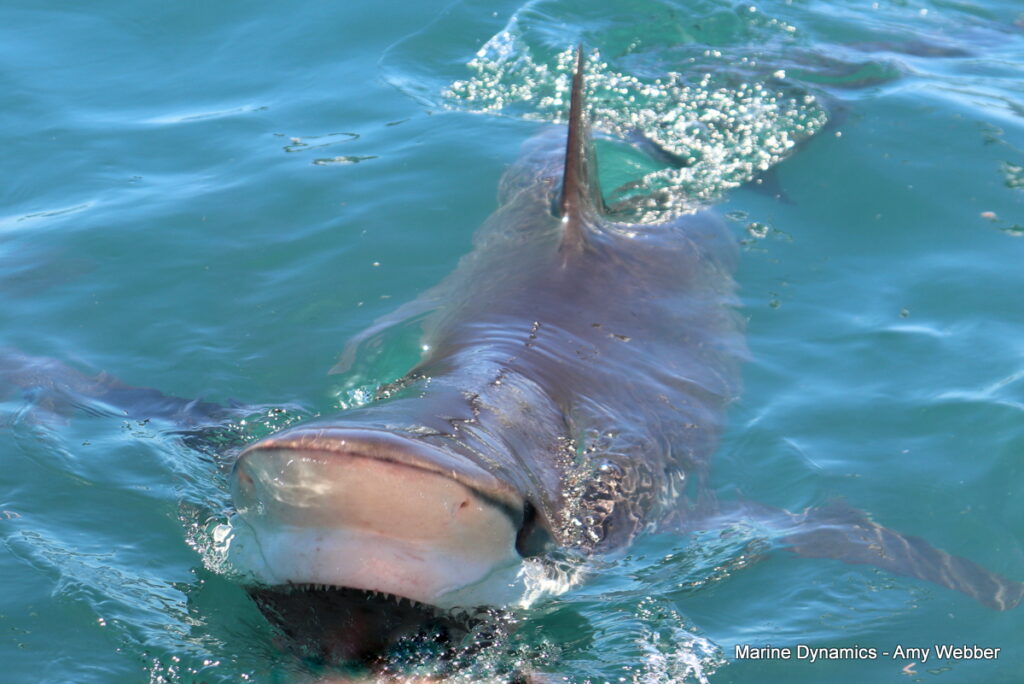 Shark cage diving, Gansbaai, South Africa